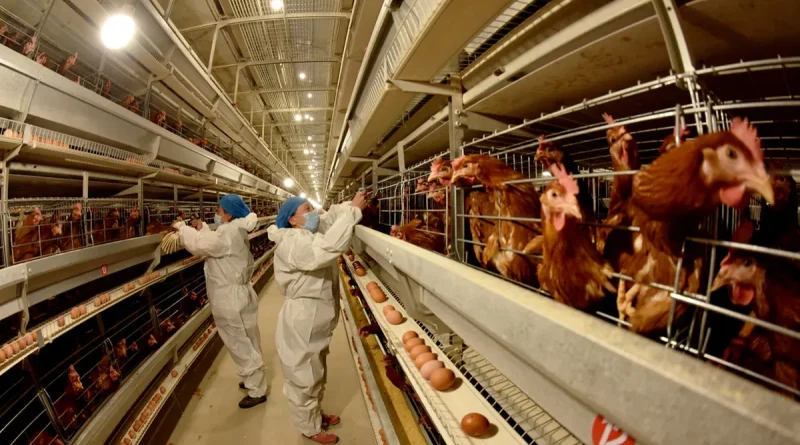 España, gripe aviar, aumenta, salud, aves, gallinas, aves de corral,