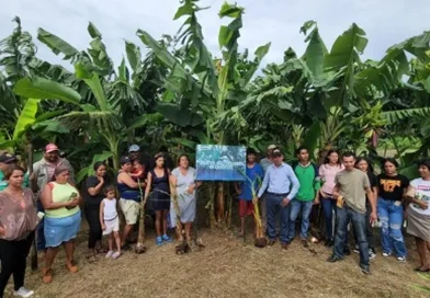 inta, nicaragua, granada, capacitacion, platano, tecnicas, semillas,
