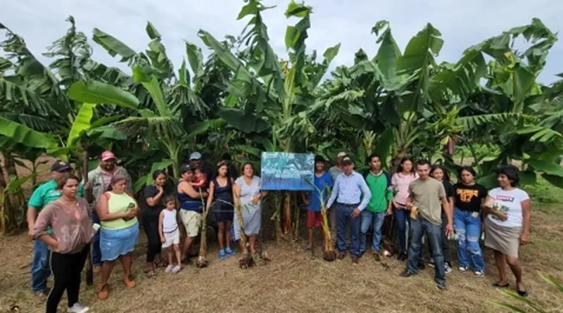 inta, nicaragua, granada, capacitacion, platano, tecnicas, semillas,