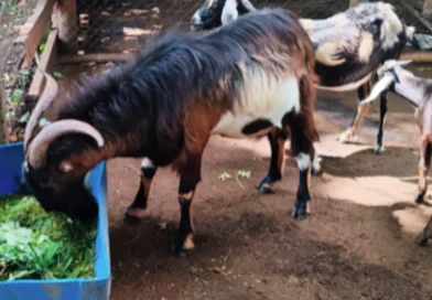 nicaragua, inta, producción, gobierno de nicragua