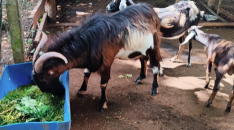 nicaragua, inta, producción, gobierno de nicragua