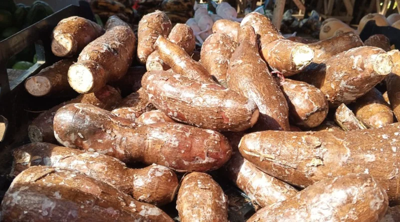 ministerio agropecuario, nicaragua, yuca, seguridad alimentaria, produccion,