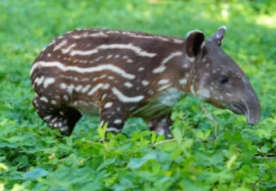 marena, Nicaragua, gobierno sandinista, marena,