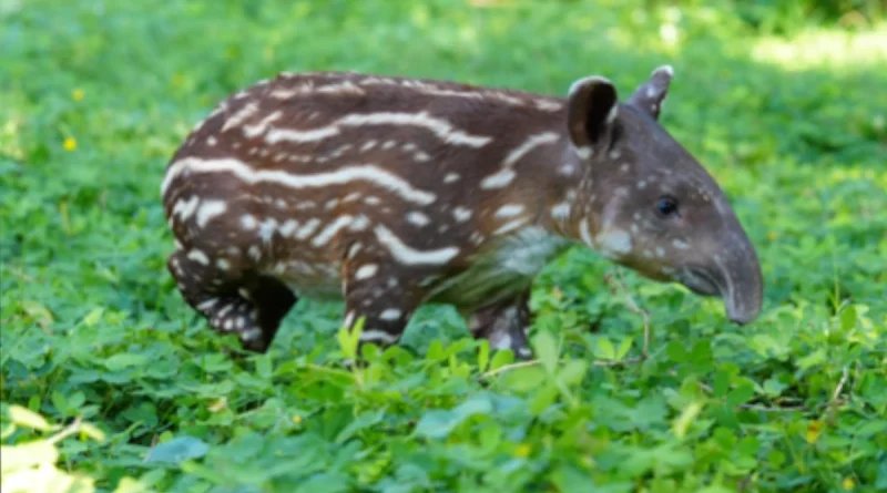 marena, Nicaragua, gobierno sandinista, marena,