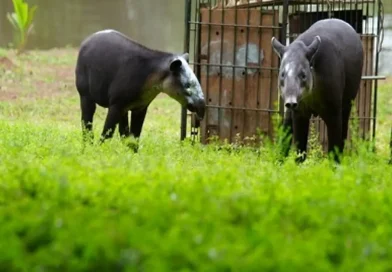 marena, nicaragua, tapir, rio san juan, liberacion,