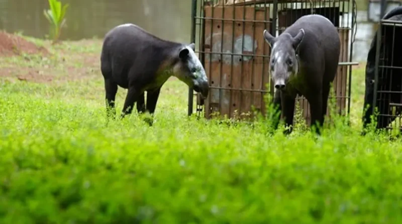 marena, nicaragua, tapir, rio san juan, liberacion,