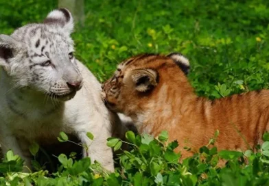 nicaragua, marena, tigres, nacimiento, zoologico nacional, masaya,