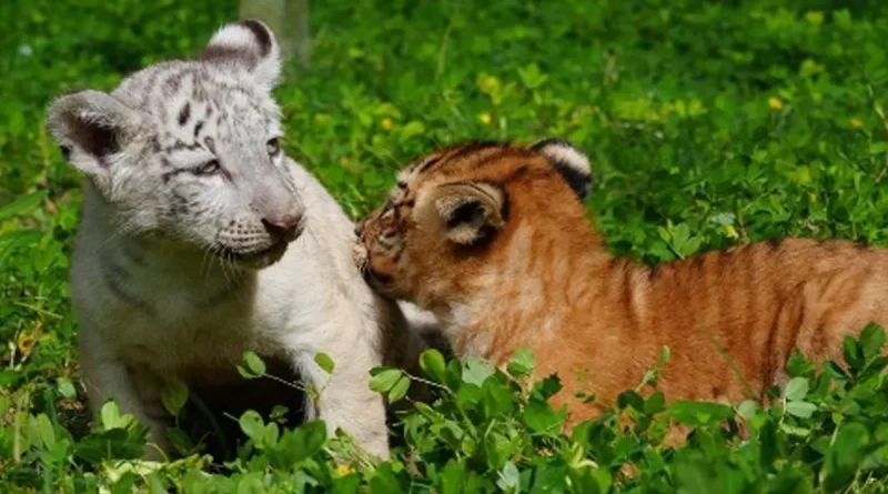 nicaragua, marena, tigres, nacimiento, zoologico nacional, masaya,