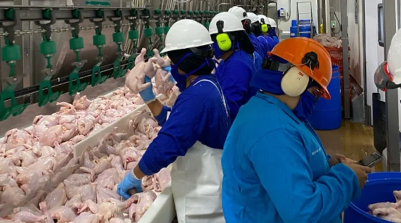 carne de pollo, produccion, nicaragua,