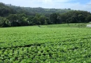 nicaragua, ministerio agropecuario, hortalizas, lechuga, produccion, productores,
