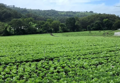 nicaragua, ministerio agropecuario, hortalizas, lechuga, produccion, productores,