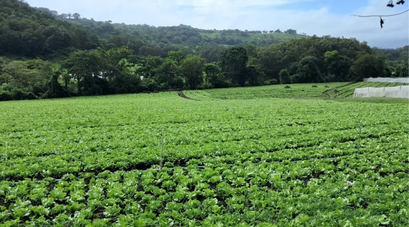 nicaragua, ministerio agropecuario, hortalizas, lechuga, produccion, productores,