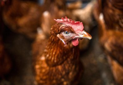 ipsa, nicaragua, vigilancia epidemiológica, influenza aviar, nicaragua