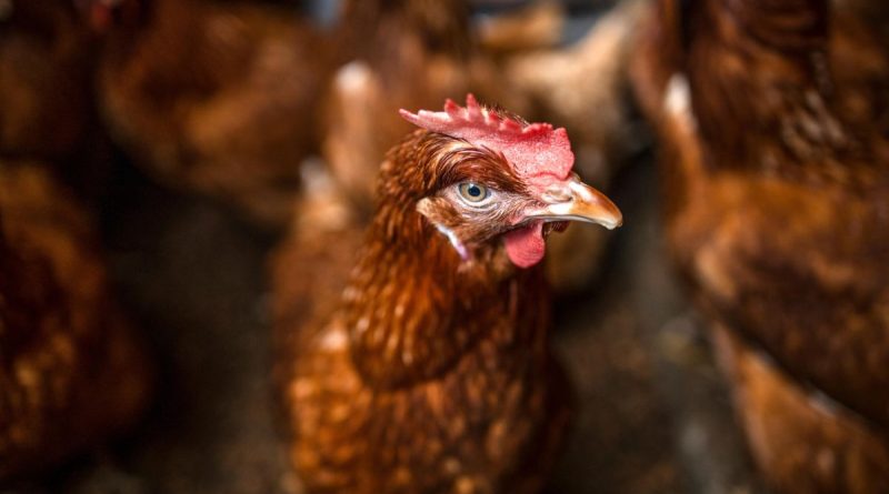 ipsa, nicaragua, vigilancia epidemiológica, influenza aviar, nicaragua