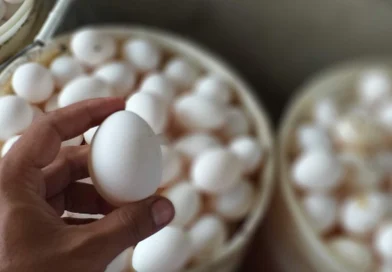 produccion, huevo, nicaragua,