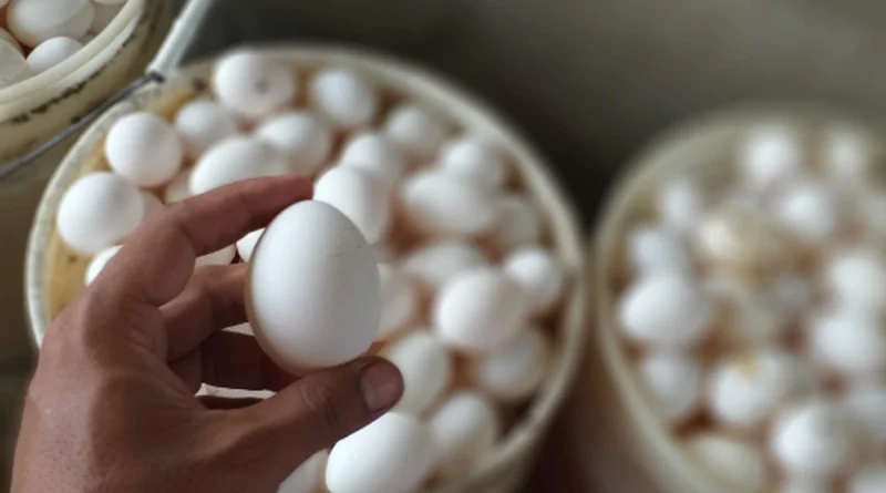 produccion, huevo, nicaragua,