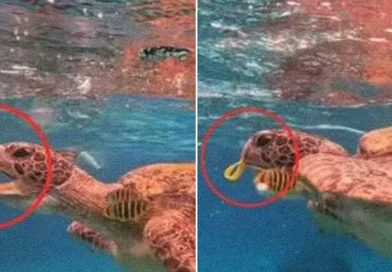 tortuga, turista, Tailandia, cárcel, ofrecer pulsera plástica,