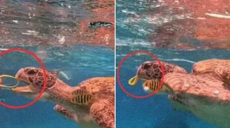 tortuga, turista, Tailandia, cárcel, ofrecer pulsera plástica,