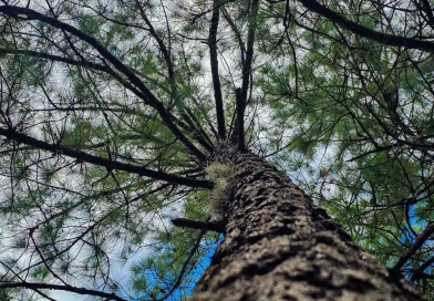 vientos, altas presiones, clima, nicaragua, ineter, 18 de diciembre de 2025, temperaturas, regiones de nicaragua, costa caribe norte y sur