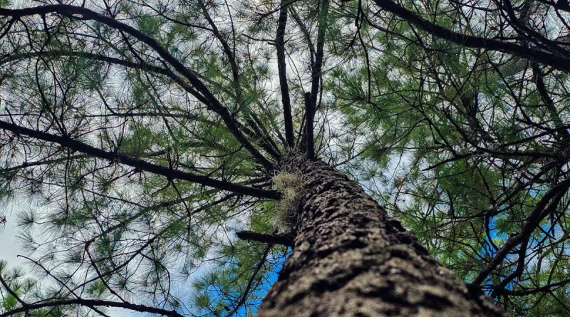 vientos, altas presiones, clima, nicaragua, ineter, 18 de diciembre de 2025, temperaturas, regiones de nicaragua, costa caribe norte y sur