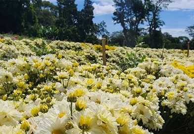 campos florales de nicaragua, mayo y diciembre de 2025, 778 mil 500 docenas de flores, atractivo paisajístico, especies cultivadas, nicaragua