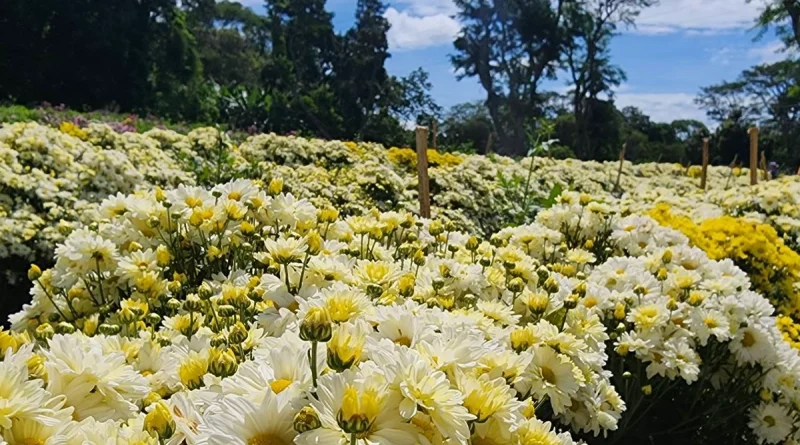 campos florales de nicaragua, mayo y diciembre de 2025, 778 mil 500 docenas de flores, atractivo paisajístico, especies cultivadas, nicaragua