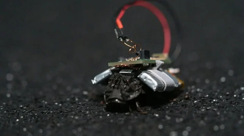 tecnología, cucaracha espía, plataforma de espionaje, SWRM Biatctics, cucarachas espías,