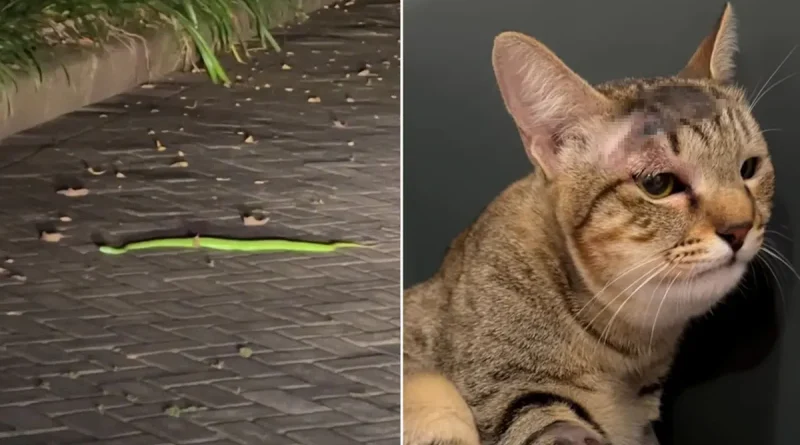 gata, salva, serpiente venenosa, isla Bali, mordedura, turistas rusos,