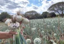 cebolla sebaqueña, nicaragua, matagalpa, inta, produccion,