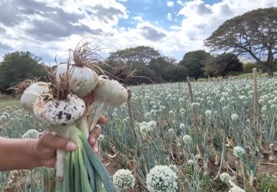 cebolla sebaqueña, nicaragua, matagalpa, inta, produccion,