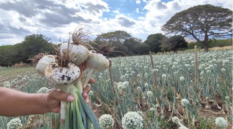 cebolla sebaqueña, nicaragua, matagalpa, inta, produccion,
