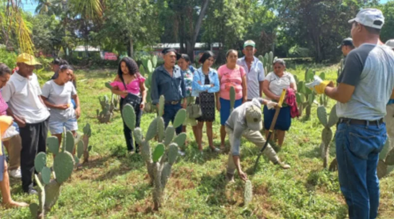 nicaragua, cultivo de nodal, chinandega, nicaragüa,