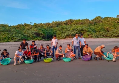 tortugas, turismo ambiental, tortugas paslamas, voluntarios ambientales, santa teresa, carazo, marena, nicaragua, ciclo reproductivo, actividades ecológicas, biodiversidad nicaragua