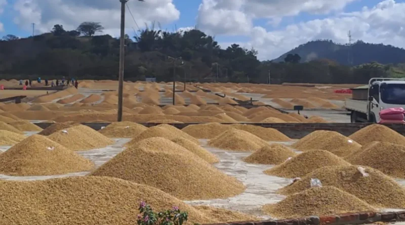 café, acopio de café, MAG, monitoreo, Nicaragua,