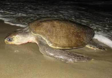 nicaragua, rivas, marena, refugio la flor, rivas, nicaragüa,