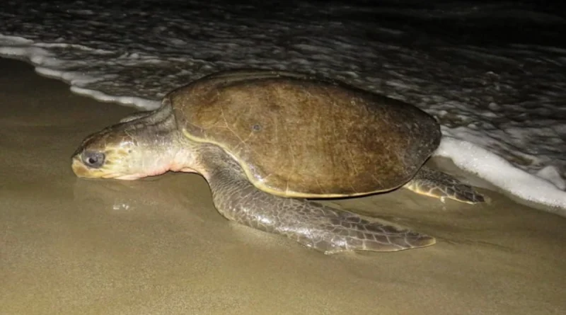 nicaragua, rivas, marena, refugio la flor, rivas, nicaragüa,