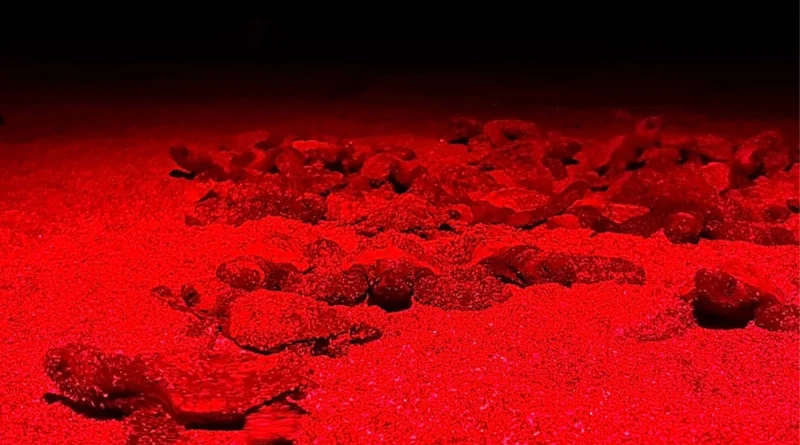 tortuga marina, 312 mil 714 crías, santa teresa, carazo, marena, tortuguillos, marinas en peligro, manejo de nidos, equilibrio ecológico