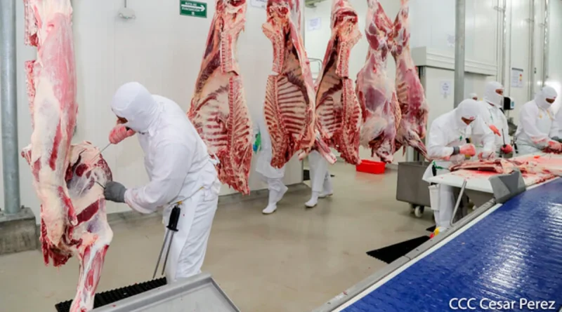 sector bovino, nicaragua, gobienro sandinista, Nicaragua, ministerio agropecuario, nicaragüa,