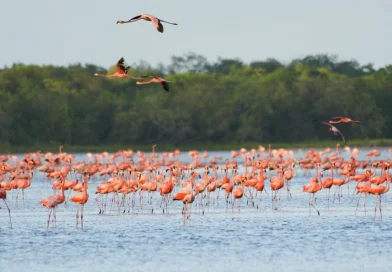 marena, venezuela, concursos de aves, nicaragua