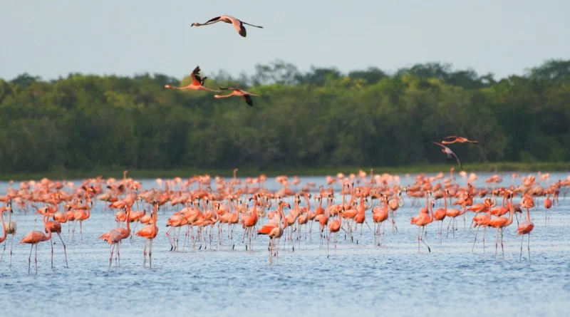 marena, venezuela, concursos de aves, nicaragua