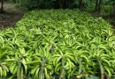 nicaragua, platano,. ministerio agropecuario, cultivo, economia, seguridad alimentaria,