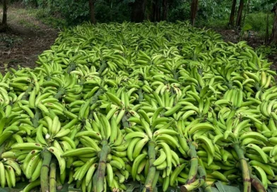 nicaragua, platano,. ministerio agropecuario, cultivo, economia, seguridad alimentaria,