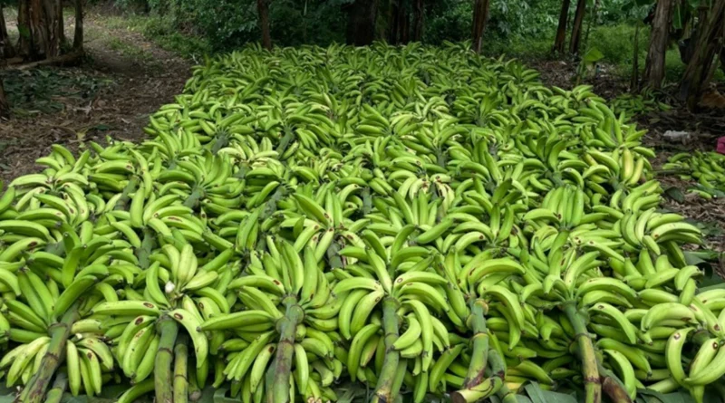 nicaragua, platano,. ministerio agropecuario, cultivo, economia, seguridad alimentaria,