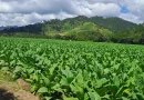 61 mil 100 quintales, prácticas agrícolas, tabaco en nicaragua, industria tabacalera, economía local, agrícola y agroindustrial
