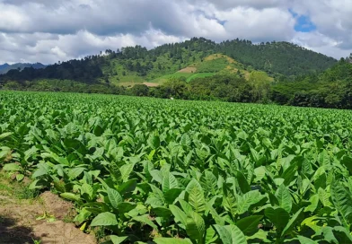 61 mil 100 quintales, prácticas agrícolas, tabaco en nicaragua, industria tabacalera, economía local, agrícola y agroindustrial