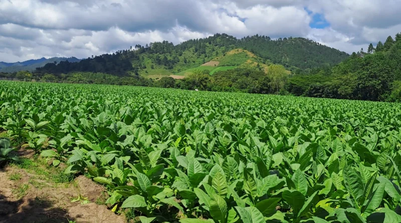 61 mil 100 quintales, prácticas agrícolas, tabaco en nicaragua, industria tabacalera, economía local, agrícola y agroindustrial