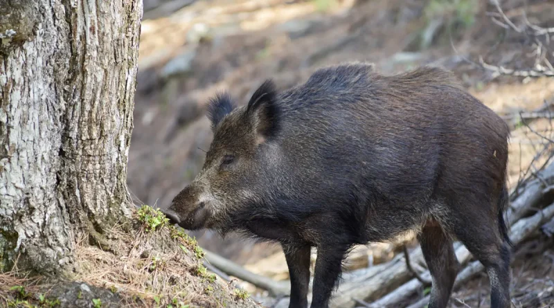 España, Barcelona, peste porcina africana, frenar brote, declara, estado de emergencia,