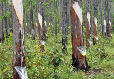 nicaragua, gobienro sandinista, exportación de pino, Nicaragua, marena.