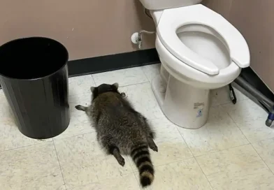 mapache, animal, destroza licorería, emborracha, mapache borracho, duerme en el baño,