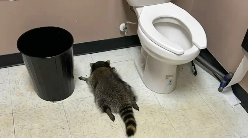 mapache, animal, destroza licorería, emborracha, mapache borracho, duerme en el baño,